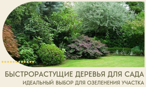 Быстрорастущие деревья для сада идеальный выбор в Новом Уренгое