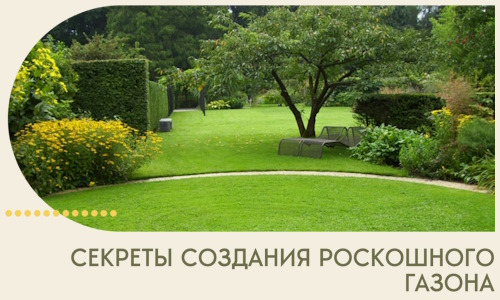 Секреты создания роскошного газона в Новом Уренгое